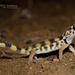 Gecko Maravilla Común - Photo (c) Matthieu Berroneau, todos los derechos reservados