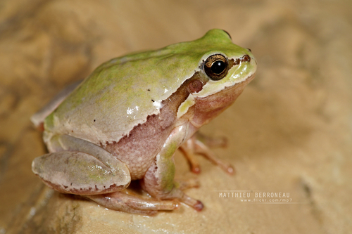 Eastern Tree Frog