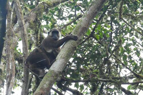Siberut Macaque (Macaca siberu) — Endangered Mammalia