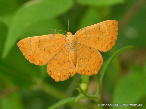 Mariposa topacio de ala naranja (Emesis vulpina)