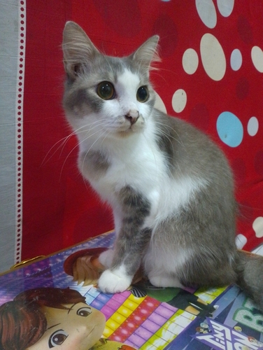 Domestic Cat