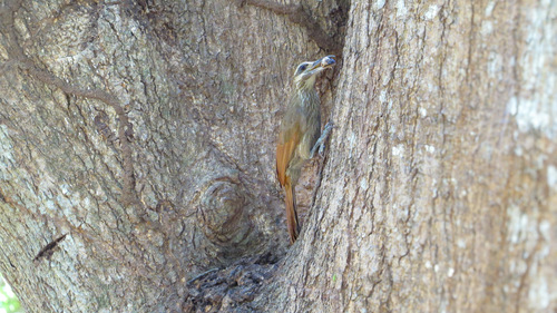 Moustached Woodcreeper