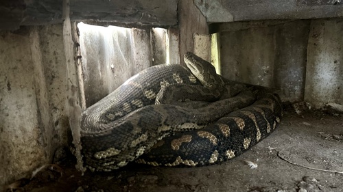 Coastal Carpet Python sighting