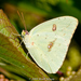 Cloudless Sulphur - Photo (c) Brad Moon, all rights reserved, uploaded by Brad Moon