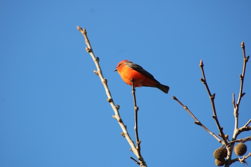 iNaturalist observation photo of Vermilion Flycatcher