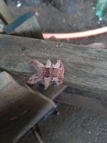 Monkey Slug Moth