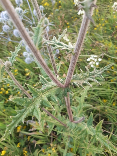 Glandular Globe-thistle