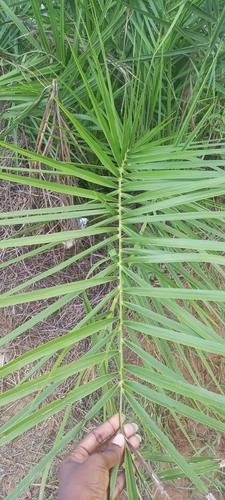 Reclining Date Palm