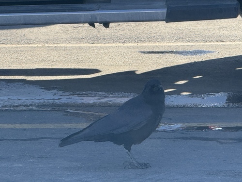 iNaturalist observation 2025-01-15