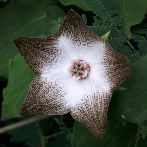 Polystemma