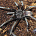 Hemirrhagus ocellatus - Photo (c) arachnida, todos los derechos reservados, subido por arachnida