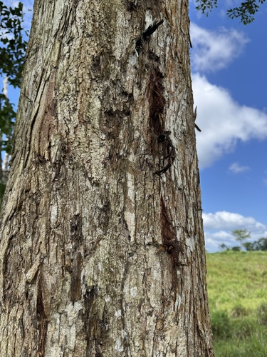 Terminalia amazonia - Leaves