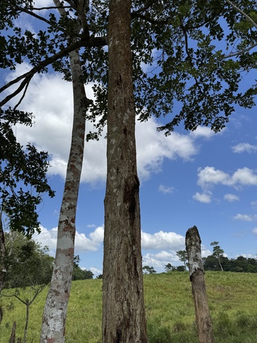 Terminalia amazonia - Whole tree