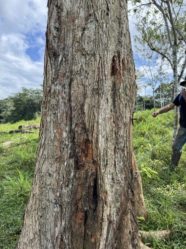 Terminalia amazonia - Habitat
