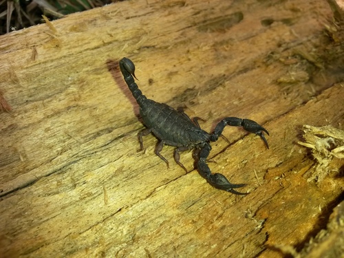 Megacormus gertschi