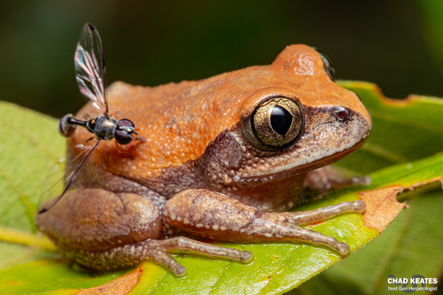 Leptopelis parvus