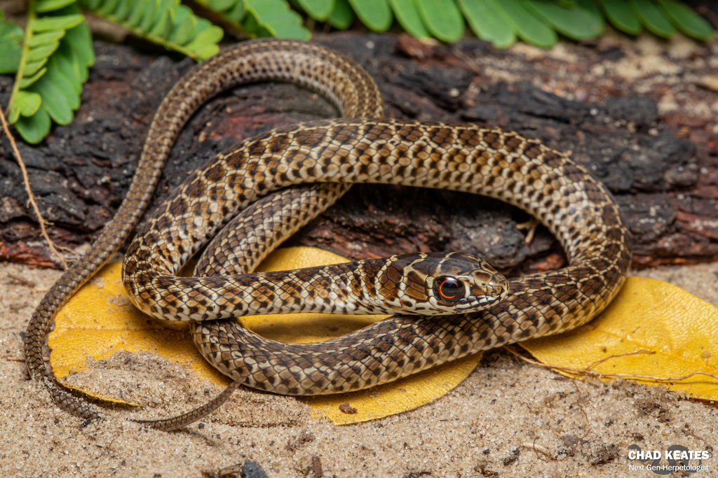 Zambian Whip Snake In November 2019 By Chad Keates Port Elizabeth 