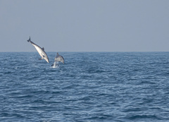 Bottlenose dolphin