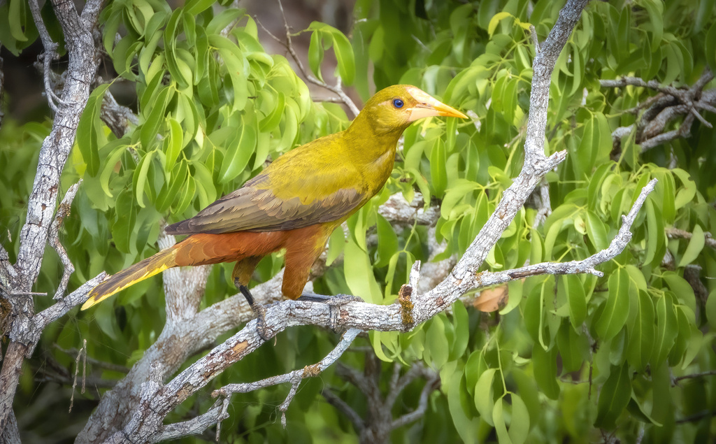 Green Oropendola photo