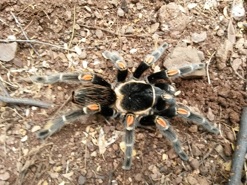 Mexican Flameknee Tarantula