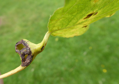 Poplar Gall Aphid