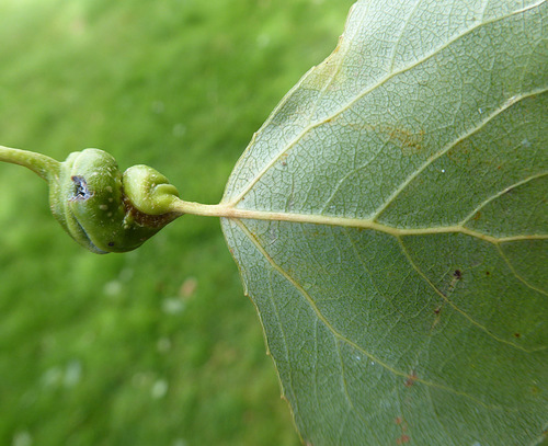 Poplar Spiral Gall Aphid