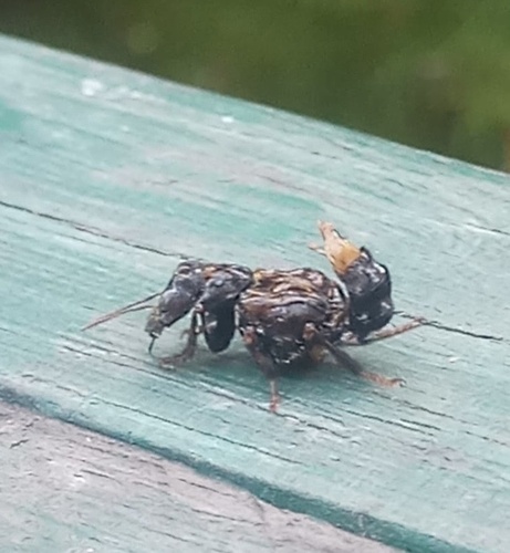 Leistotrophus versicolor (Leistotrophus versicolor)