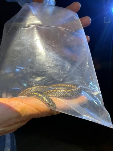 Annam Keelback