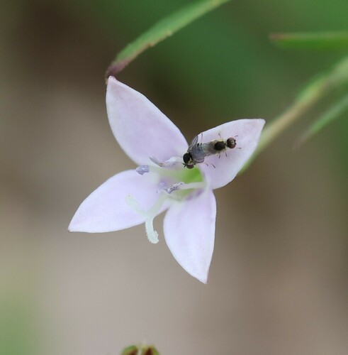 Oldenlandia stricta