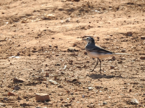 White Wagtail