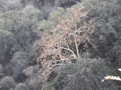 Ghost tree