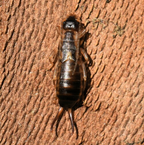 Western Earwig