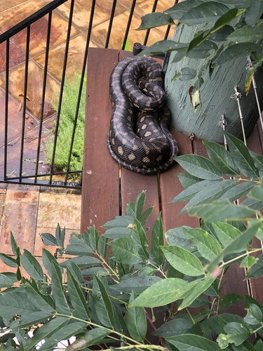 Coastal Carpet Python sighting