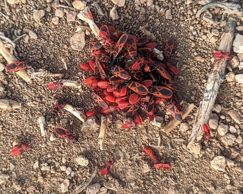 Mediterranean red bug