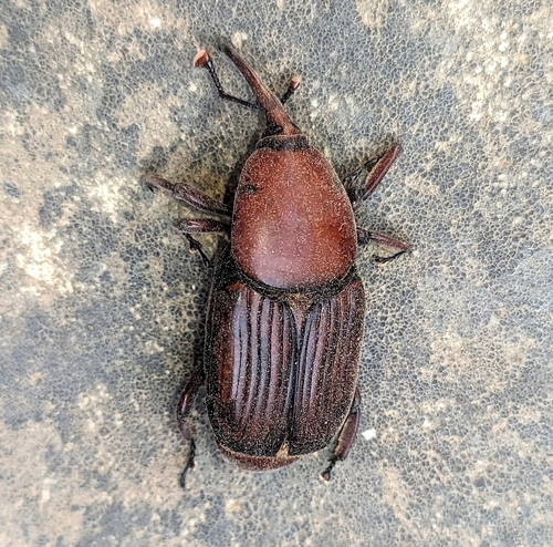 Red Palm Weevil