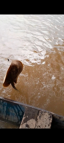 Smooth-back River Ray