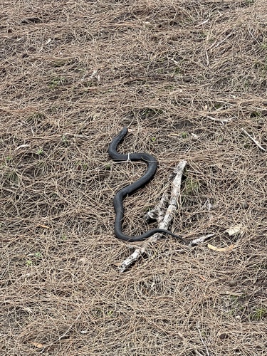 Tiger Snake sighting