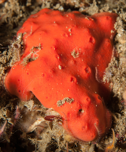 Dragmacidon mexicanum