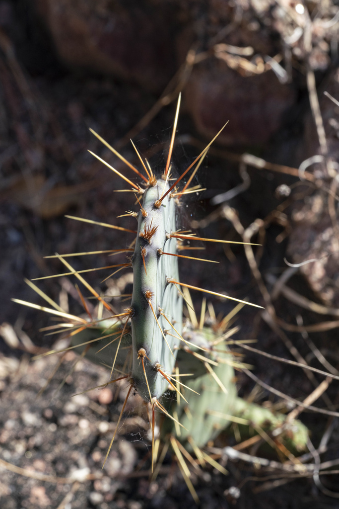 Opuntia pyrocarpa