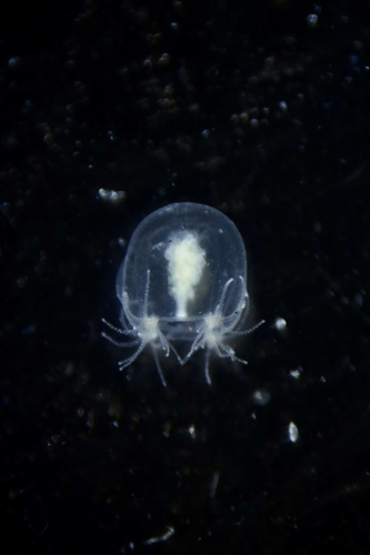Margelopsis haeckelii