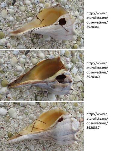 Perverse Lightning Whelk