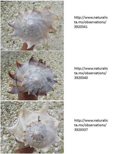Perverse Lightning Whelk