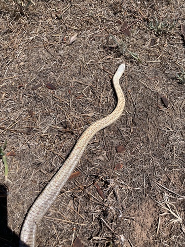 Eastern Brown Snake sighting
