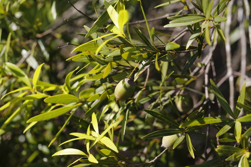 Bamboo-leaved Oak