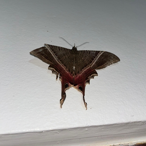 Moon Eyetail Moth