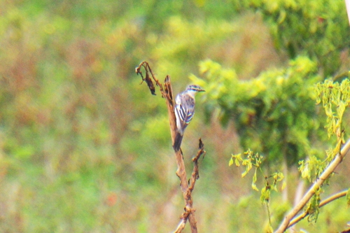 Pied Triller