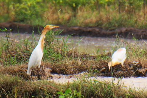 Eastern Cattle-Egret