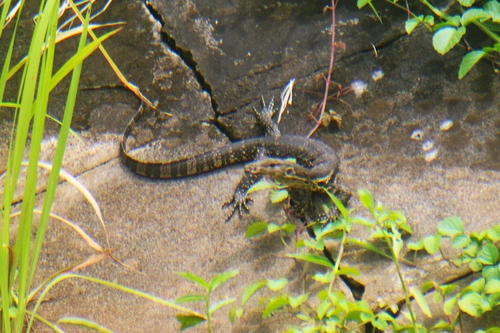 Two-striped Water Monitor