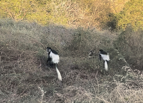 Mantled Guereza