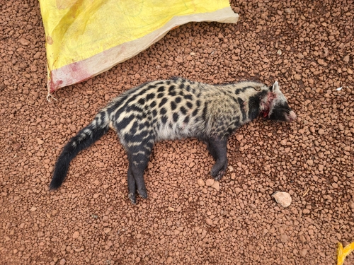 African Civet